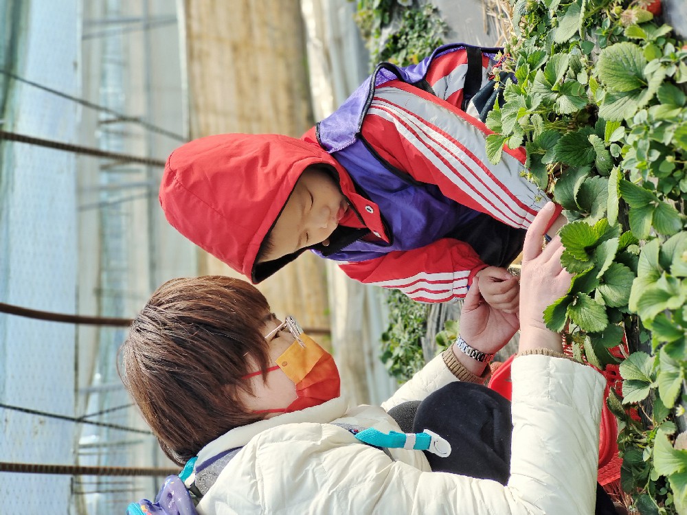 户外草莓采摘